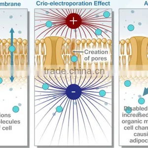 Radio Frequency Mesotherapy Beauty Facial Electroporation for Wrinkles Device - New Cellactor thumbnail-5