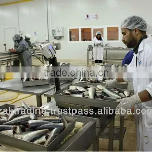 Fish Meal Hight Protein thumbnail-3