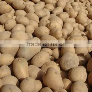 2017 Hot Sale Fresh Yellow Potato thumbnail-1