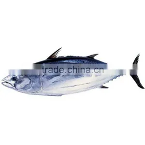 Good Quality Frozen Skipjack Tuna Whole Round for Sale thumbnail-1