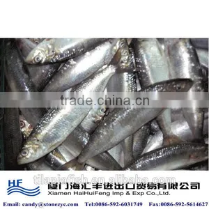 Whole Round Fresh Sardine Fish Frozen thumbnail-1