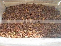 Sultana Raisin thumbnail-1