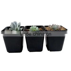 70mm Plastic Square Pot for Succulent Plants thumbnail-1