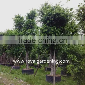 Outdoor Ficus Nitida Trees thumbnail-1