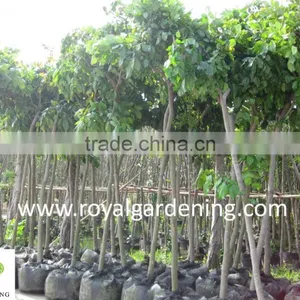 Pongamia Glabra ( Pongamia Pinnata) thumbnail-1