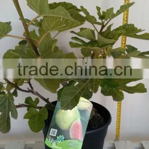 Ficus Carica "Mini Copa" thumbnail-4