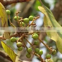 BUCHANANIA COCHINCHINENSIS thumbnail-1