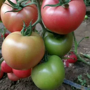 Big Pink Seeds Hot Tomato Greenhouse Plant Tomato Seeds No.62 thumbnail-1