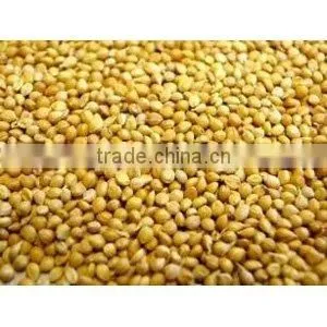 YELLOW MILLETS thumbnail-1