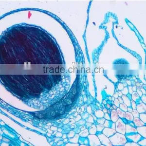 Plant Cell Sides , Ell Slides of Botany ,slides Cee of Biology thumbnail-5