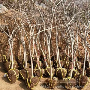 This Year, the Price of a Wisteria Sapling With a Ground Diameter of 1 Cm, a Climbing Plant in Jiangsu Area, From a Ground Cover Plant Base thumbnail-2