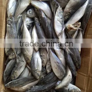 Frozen Horse Mackerel Fish Whole Round thumbnail-1