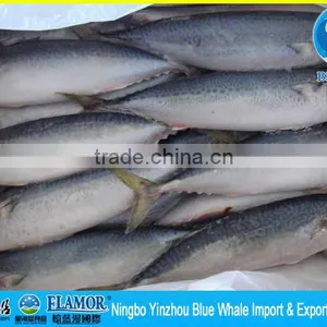 Frozen Pacific Mackerel 300g thumbnail-3
