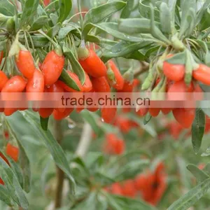 Manufacture Goji Berry, Bulk Goji Berry Price thumbnail-2