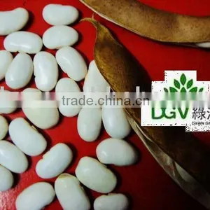 Whole Sale White Beans thumbnail-1