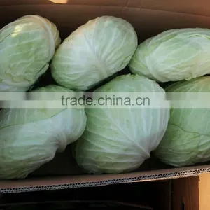 Cabbage thumbnail-1