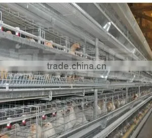 Chicken Battery Cages thumbnail-3