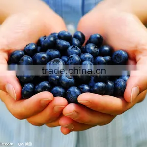 Fruit Tea Hight Tea 100% Blueberry Extract Black Tea Powder thumbnail-4