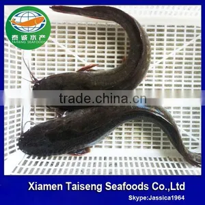 Farm Raised Catfish thumbnail-1