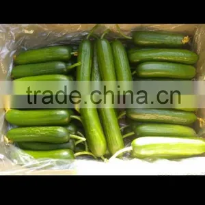 Fresh Cucumber thumbnail-1