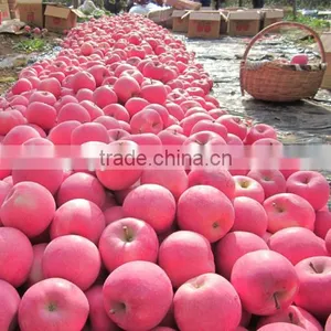 Chinese Fresh Fuji Apple With Best Price for Export thumbnail-5