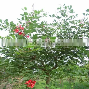 Erythrina Crista-galliLinn. thumbnail-3