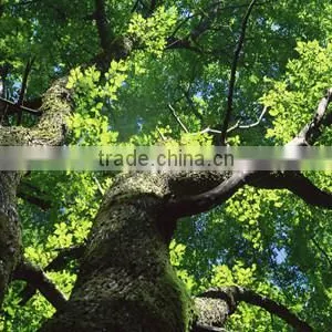 Ulmus Pumila L. Tree thumbnail-4