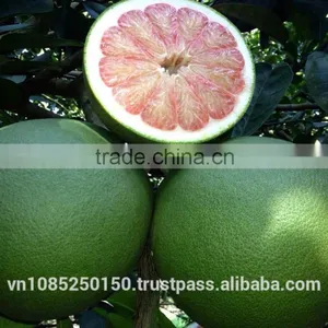 Frozen Pomelo thumbnail-1