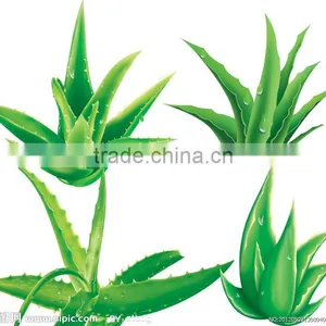 Manufacturer Supply Natural Anti-Bacteria Aloe Vera Extract Aloin 40% UV Aloe Vera Powder for Food and Beverage thumbnail-1