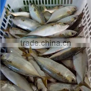 Natural Product of Mackerel Indian thumbnail-1