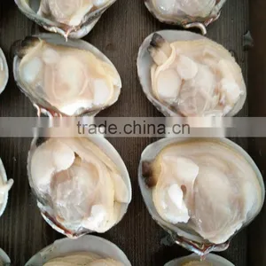 Top Quality Clams With Shell for Sale thumbnail-1