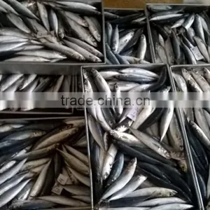 SCAD: ROUND/ LAYANG/ YELLOW TAIL/ YELLOWSTRIPE/ BIG EYES thumbnail-5