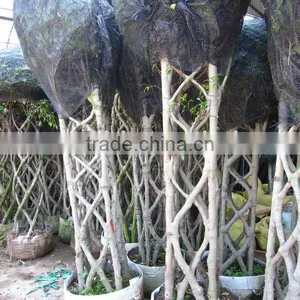 Ficus Squra Shape Export Quality thumbnail-1
