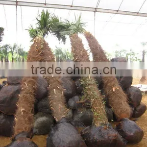 Trachycarpus Fortunei Seeds thumbnail-1