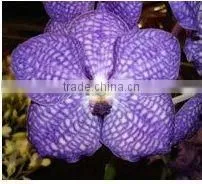 Thailand Best Quality V-001 Vanda Blue Orchid thumbnail-1