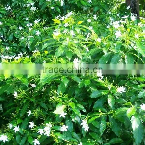 JASMINE ABSOLUTE OILS thumbnail-3