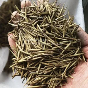 1KG New Wholesale Timber Tree Chinese Phyllostachys Bamboo Seeds Giant Moso Bamboo Seeds for Sale thumbnail-3