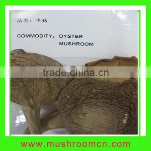 Abalone Mushroom thumbnail-1