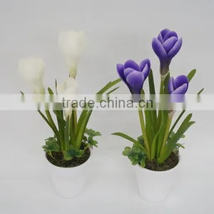 Colourful Bonsai Plants For Sale thumbnail-1