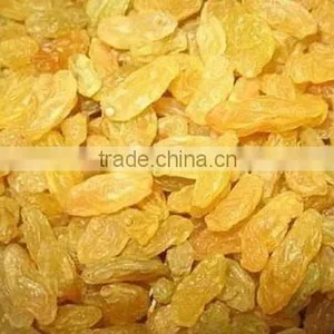 Golden Raisin Yellow Raisin Green Raisin thumbnail-2