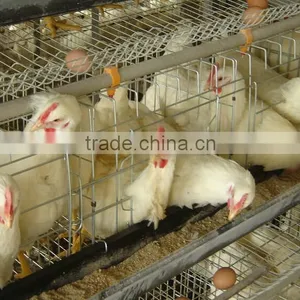 Anping Factory Chicken Egg Laying Cage for Farm thumbnail-4