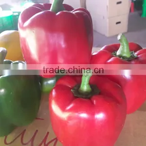 FRESH CAPSICUMS From Viet Nam thumbnail-1