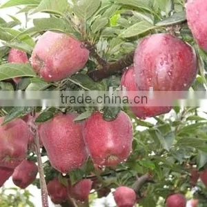 Fresh Huaniu Apples thumbnail-1