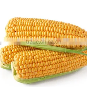Canned Food Best Canned Sweet Corn Kernel With Good Price thumbnail-5