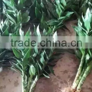Lucky Bamboo thumbnail-3