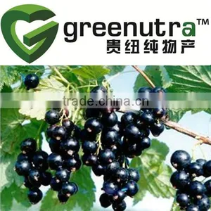 Black Currant Powder thumbnail-1