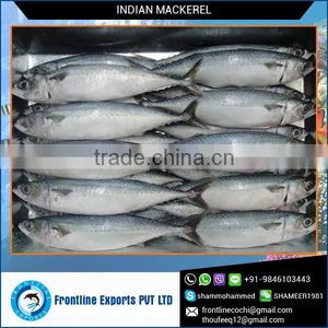 Frozen Horse Mackerel Fish (Trachurus Japonicus) thumbnail-1