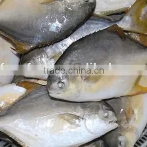 2015 New Products of Gold Pomfret thumbnail-1