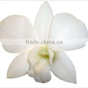 Thailand High Quality D-011 Dendrobium Jumbo White Orchid thumbnail-1