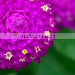 Fashionable Promotional Export Fresh Gomphrena Globosa thumbnail-4